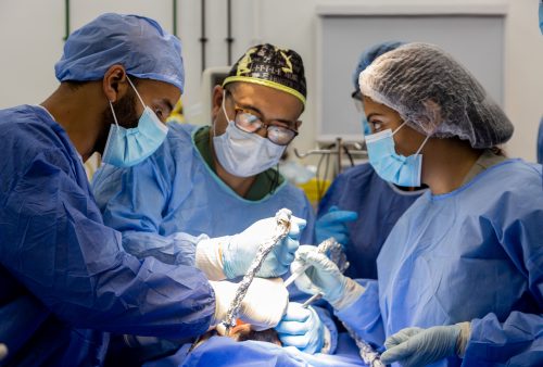 dental implant live surgeries course